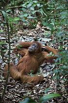 Sumatran Orangutan (Pongo abelii) female resting on ground nest,Gunung Leuser National Park, north Sumatra, Indonesia