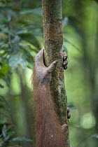 Sumatran Orangutan (Pongo abelii) arm, Gunung Leuser National Park, north Sumatra, Indonesia