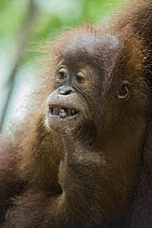 Sumatran Orangutan (Pongo abelii) two and a half year old baby, Gunung Leuser National Park, north Sumatra, Indonesia
