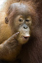 Sumatran Orangutan (Pongo abelii) two and a half year old baby calling, Gunung Leuser National Park, north Sumatra, Indonesia
