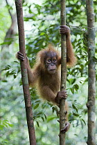 Sumatran Orangutan (Pongo abelii) six month old baby climbing, Gunung Leuser National Park, north Sumatra, Indonesia
