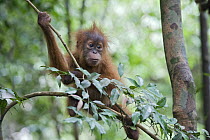 Sumatran Orangutan (Pongo abelii) six month old baby playing in tree, Gunung Leuser National Park, north Sumatra, Indonesia