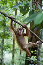 Sumatran Orangutan (Pongo abelii) one and a half year old baby hanging from tree, Gunung Leuser National Park, north Sumatra, Indonesia