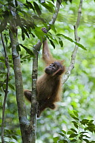 Sumatran Orangutan (Pongo abelii) six month old baby climbing tree, Gunung Leuser National Park, north Sumatra, Indonesia