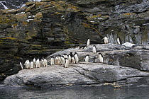Adelie Penguin (Pygoscelis adeliae) group on rock, Shingle Cove, Coronation Island, South Orkney Islands, Southern Ocean