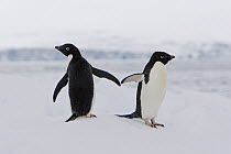 Adelie Penguin (Pygoscelis adeliae) pair on iceberg, Shingle Cove, Coronation Island, South Orkney Islands, Southern Ocean
