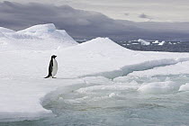Adelie Penguin (Pygoscelis adeliae) on iceberg, Shingle Cove, Coronation Island, South Orkney Islands, Southern Ocean