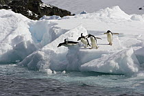 Adelie Penguin (Pygoscelis adeliae) group diving off iceberg, Shingle Cove, Coronation Island, South Orkney Islands, Southern Ocean