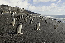 Chinstrap Penguin (Pygoscelis antarctica) colony on beach, Bailey Head, Deception Island, Antarctica