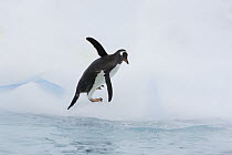 Gentoo Penguin (Pygoscelis papua) climbing up iceberg, Cuverville Island, Antarctica