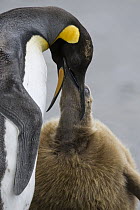 King Penguin (Aptenodytes patagonicus) feeding chick, Saint Andrew's Bay, South Georgia Island
