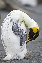 King Penguin (Aptenodytes patagonicus) showing abnormal coloration, Gold Harbor, South Georgia Island