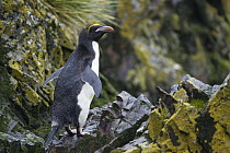 Macaroni Penguin (Eudyptes chrysolophus) on rocks, Cooper Bay, South Georgia Island