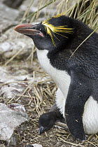 Macaroni Penguin (Eudyptes chrysolophus) parent with chick, Cooper Bay, South Georgia Island