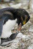Macaroni Penguin (Eudyptes chrysolophus) parent with chick, Cooper Bay, South Georgia Island