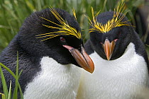 Macaroni Penguin (Eudyptes chrysolophus) pair, Cooper Bay, South Georgia Island