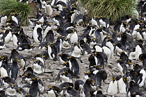 Macaroni Penguin (Eudyptes chrysolophus) colony, Cooper Bay, South Georgia Island