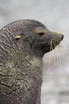 Antarctic Fur Seal (Arctocephalus gazella) male, Fortuna Bay, South Georgia Island