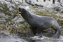 Antarctic Fur Seal (Arctocephalus gazella) female calling, Cooper Bay, South Georgia Island