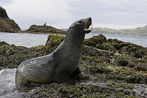 Antarctic Fur Seal (Arctocephalus gazella) female calling, Cooper Bay, South Georgia Island