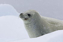 Crabeater Seal (Lobodon carcinophagus) on iceberg, Neko Harbor, Antarctic Peninsula, Antarctica
