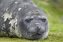 Southern Elephant Seal (Mirounga leonina) female, Grytviken, South Georgia Island