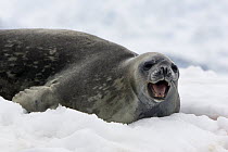 Weddell Seal (Leptonychotes weddellii) calling on iceberg, Petermann Island, Antarctic Peninsula, Antarctica