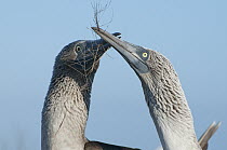 Blue-footed Booby (Sula nebouxii) pair courting using symbolic nest building material, Galapagos Islands, Ecuador