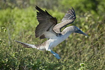 Blue-footed Booby (Sula nebouxii) courtship display landing salute, Galapagos Islands, Ecuador