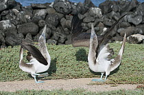 Blue-footed Booby (Sula nebouxii) pair engaged in courtship display, Galapagos Islands, Ecuador