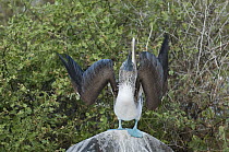 Blue-footed Booby (Sula nebouxii) in sky-pointing courtship display, Galapagos Islands, Ecuador