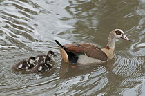 Egyptian Goose (Alopochen aegyptiacus) parent swimming with goslings, Kenya