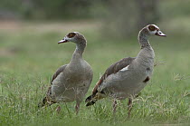 Egyptian Goose (Alopochen aegyptiacus) pair, Kenya