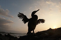 Flightless Cormorant (Phalacrocorax harrisi) drying wings, Galapagos Islands, Ecuador