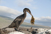 Flightless Cormorant (Phalacrocorax harrisi) carrying nesting material, Galapagos Islands, Ecuador