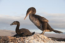 Flightless Cormorant (Phalacrocorax harrisi) and chick in nest, Galapagos Islands, Ecuador