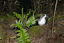 Galapagos Petrel (Pterodroma phaeopygia) near nesting burrow beneath Johnnyberry (Miconia sp) trees, Galapagos Islands, Ecuador