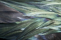 Great Frigatebird (Fregata minor) feathers, Galapagos Islands, Ecuador