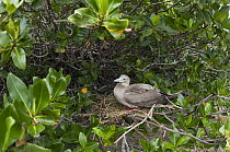 Red-footed Booby (Sula sula) nesting in mangrove thicket, Galapagos Islands, Ecuador