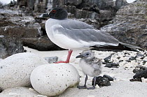 Swallow-tailed Gull (Creagrus furcatus) with chick, Galapagos Islands, Ecuador