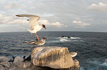 Swallow-tailed Gull (Creagrus furcatus) taking flight, Galapagos Islands, Ecuador
