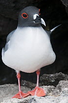 Swallow-tailed Gull (Creagrus furcatus), Galapagos Islands, Ecuador