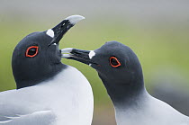 Swallow-tailed Gull (Creagrus furcatus) pair mutual preening in courtship, Galapagos Islands, Ecuador
