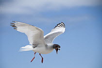 Swallow-tailed Gull (Creagrus furcatus) calling while flying, Galapagos Islands, Ecuador