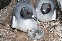 Swallow-tailed Gull (Creagrus furcatus) with newly hatched chick, Galapagos Islands, Ecuador