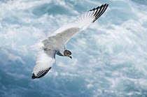 Swallow-tailed Gull (Creagrus furcatus) flying, Galapagos Islands, Ecuador