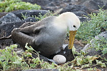 Waved Albatross (Phoebastria irrorata) trying in vain to move egg from between rocks, Galapagos Islands, Ecuador