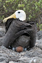 Waved Albatross (Phoebastria irrorata) holding egg between tarsi on bare ground, Galapagos Islands, Ecuador