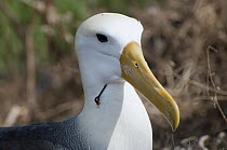 Waved Albatross (Phoebastria irrorata) with a fishhook embedded in throat, Galapagos Islands, Ecuador