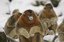 Golden Snub-nosed Monkey (Rhinopithecus roxellana) group sitting in snow, Qinling Mountain, Shaanxi Province, China